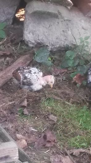 Un cocosel portelan :)