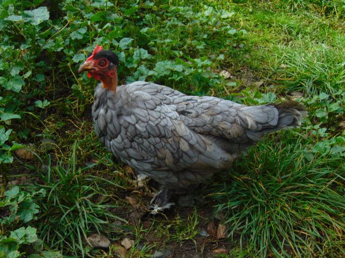 DSC00748 - 0 - Gaini pitice in 2017