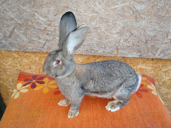 RO23 3553 ( F1 ); cea mai buna in corp si forma dintre femelute
