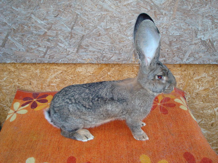 Femela 3 - RO23 3558; Productie proprie !
