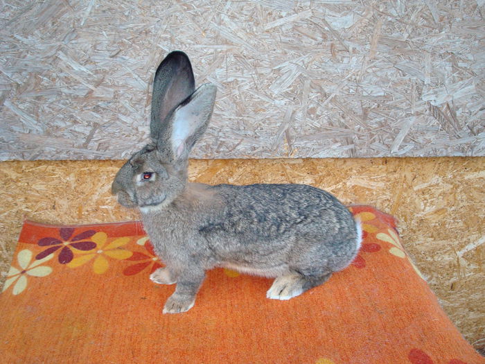 RO23 3558 ( F3 ); pozitionata, blana si urechi f bune
