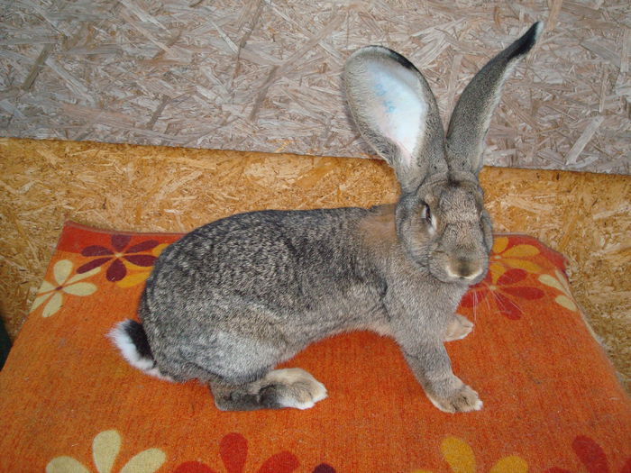 RO49 5539 ( F4 ); Tata Seidel Jens 97,5 pct - Mama Campioana Expo Oradea 95,5 pct
