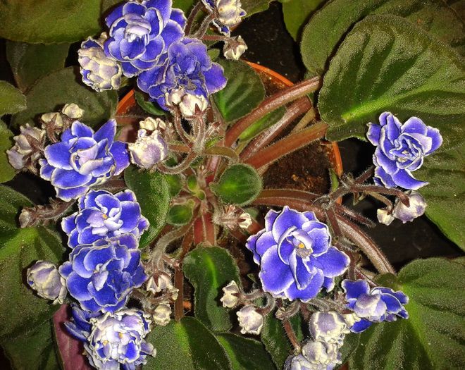 Optimara Yellowstone