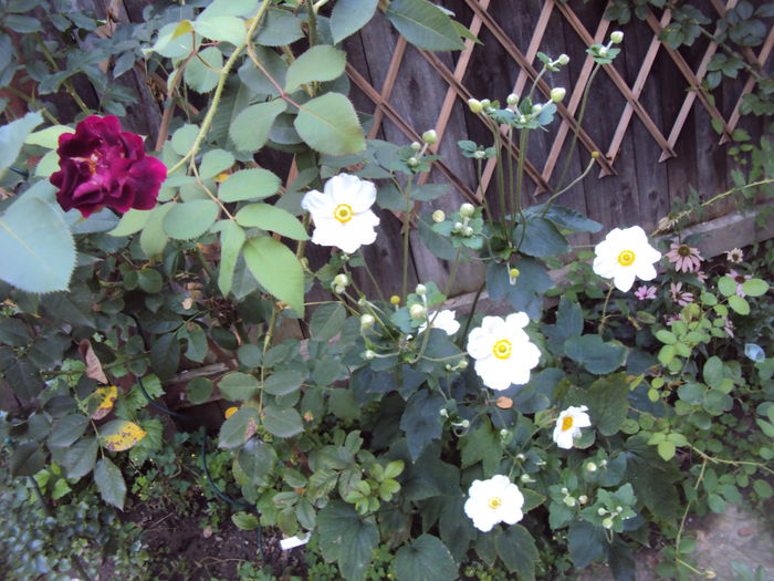 DSC06667