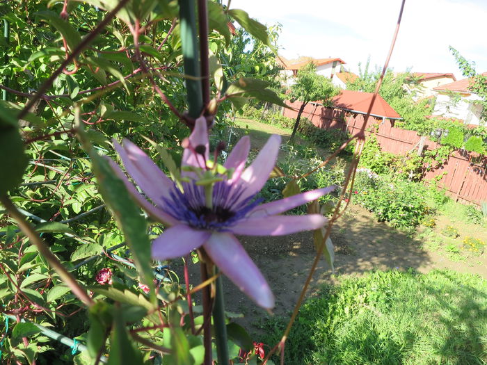 IMG_4661 - Passiflora Purple Haze 2015