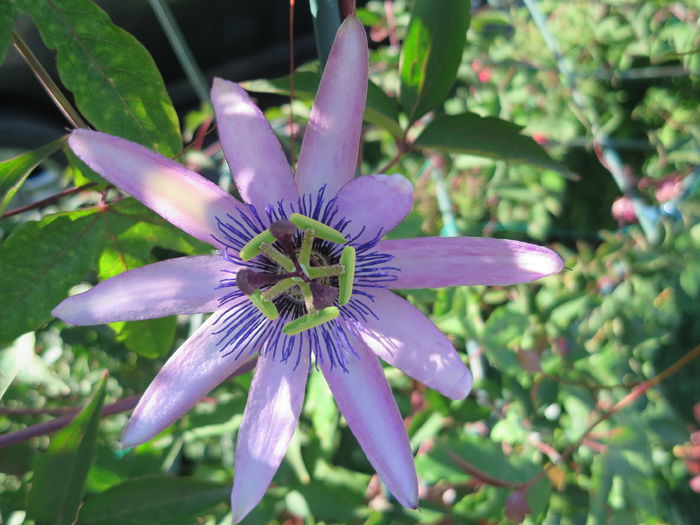 IMG_4666 - Passiflora Purple Haze 2015