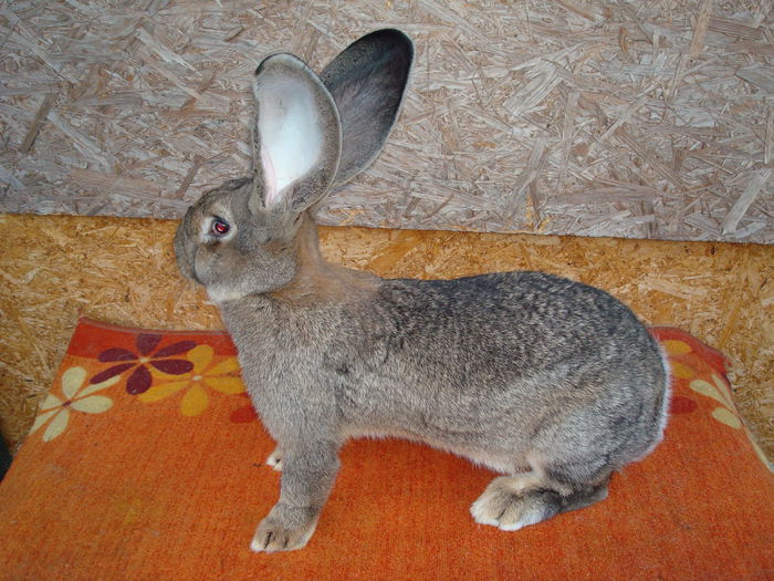 RO49 5539 ( F4 ); f pozitionata, cap si blana super
