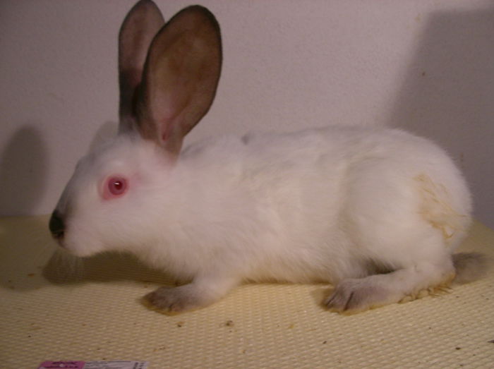 mascul