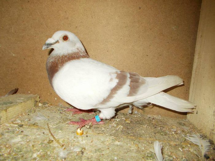 1375967_289229591277300_2560029495677196596_n