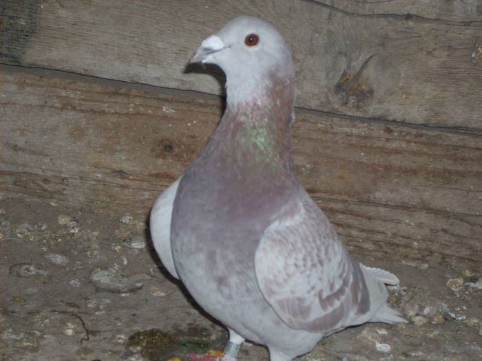 1377323_289209921279267_8153372789650048520_n