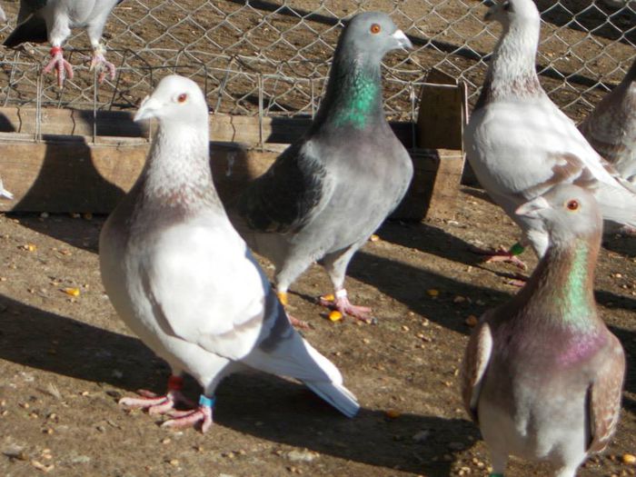 1379415_311171252416467_173860165133579208_n