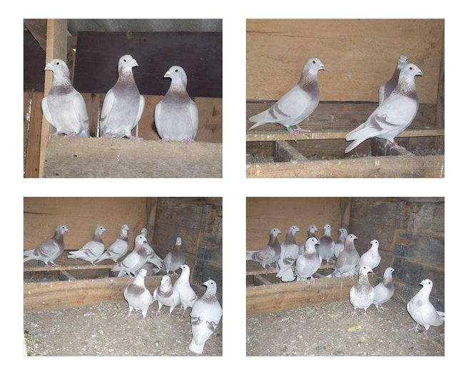 1381298_289226967944229_4076991912006604889_n