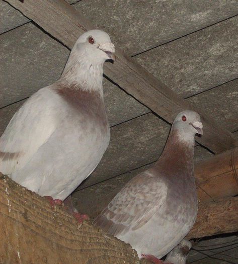 1451612_289228294610763_2018168586821283023_n