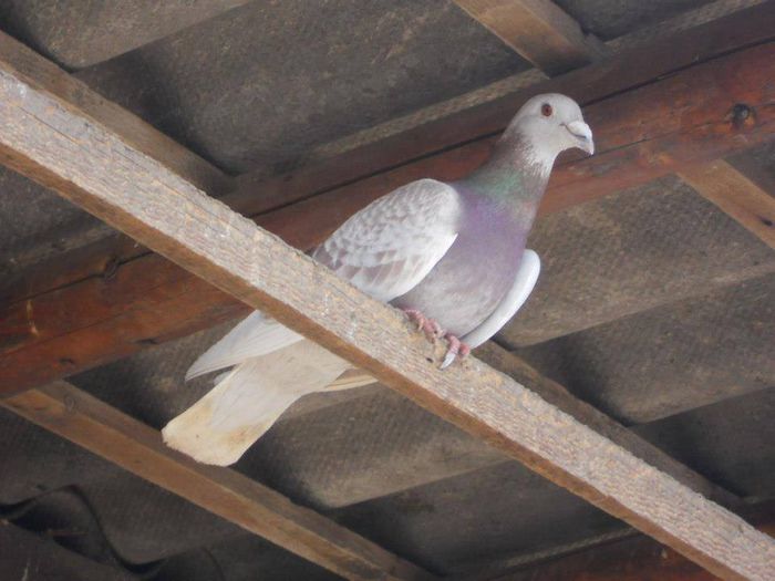 1459813_289226851277574_2556083596882213817_n