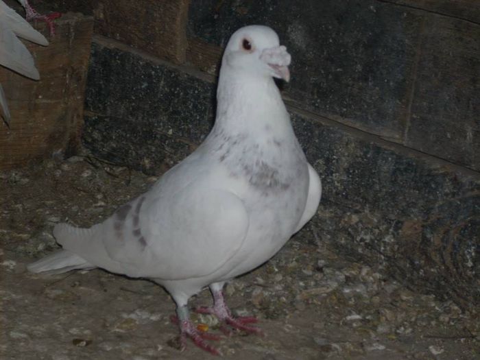 1460163_289209967945929_739708154232084126_n