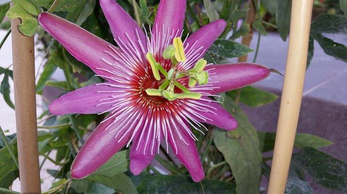 12071463_1662745383969268_440486113_n - Passiflora