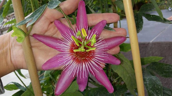 12084098_1662745373969269_217120831_n - Passiflora