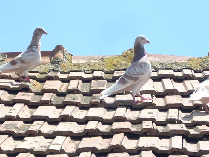 10407479_289211411279118_8722970312921571769_n