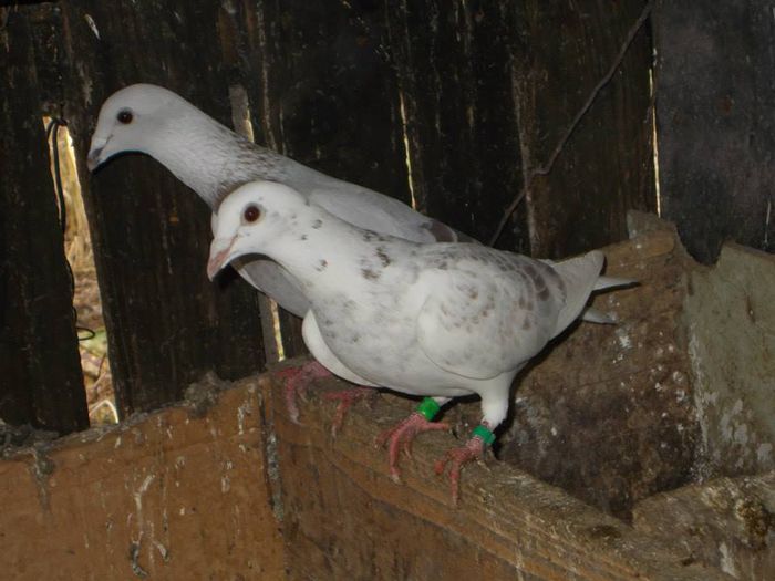 10407675_300494490150810_8178250572086085173_n