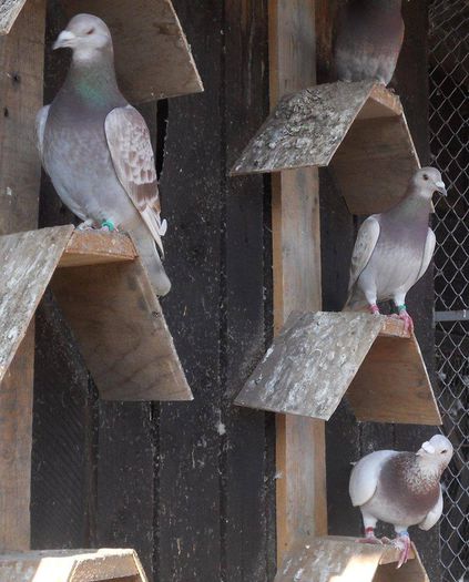 10407769_289227004610892_4100635210738670235_n