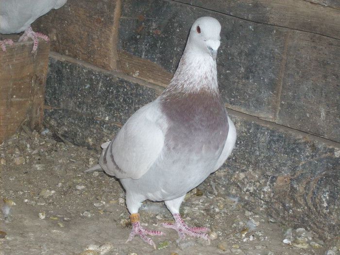 10407881_289210194612573_4067775186385484153_n