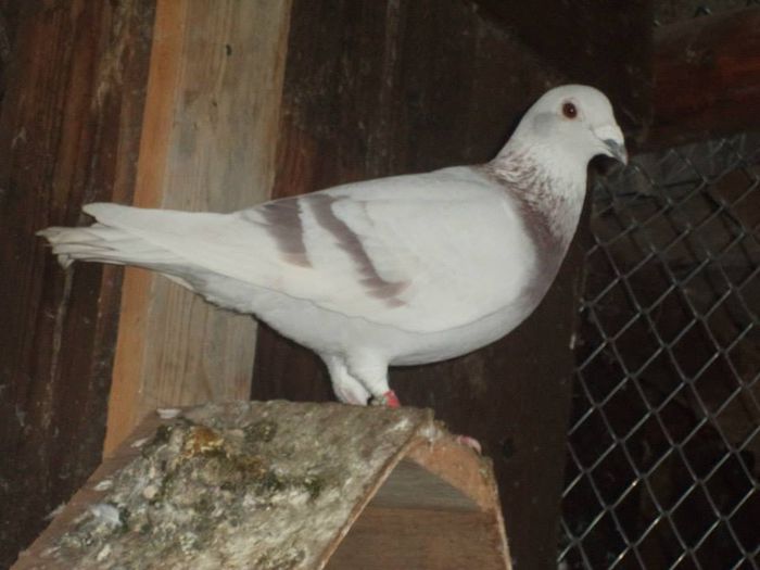 10408074_289227361277523_6472766739816608656_n