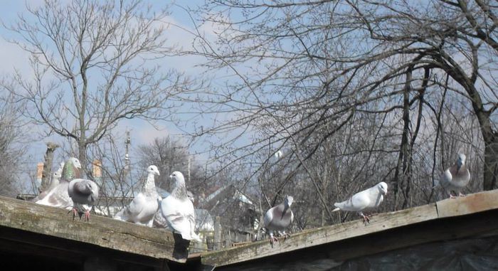 10409630_289228687944057_5863145350924597352_n