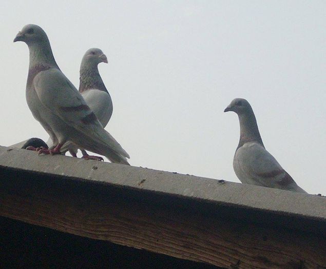 10410346_289227984610794_7291928054618349133_n