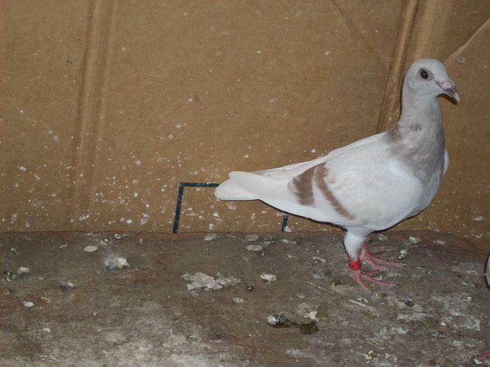 10410941_289211947945731_4806129910962769719_n