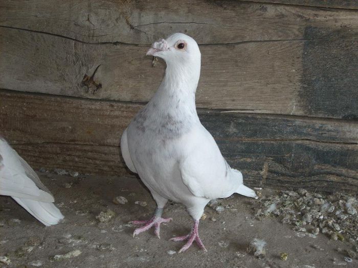 10411013_289210654612527_4081087702603435858_n