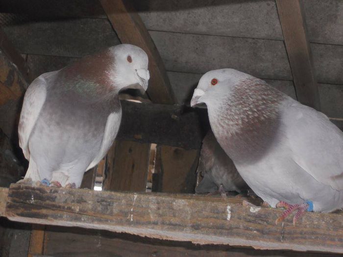 10412001_289228481277411_3283816248482950153_n