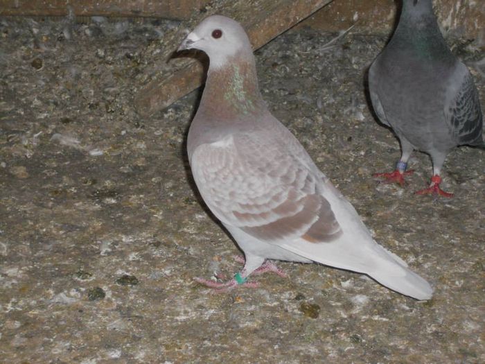 10418887_289227674610825_3988257560069772321_n