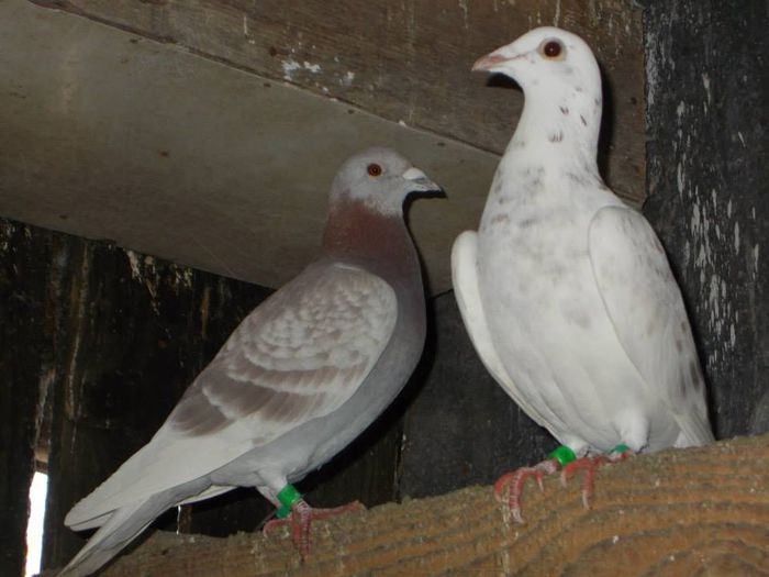 10420021_312053758994883_1409375441777884300_n