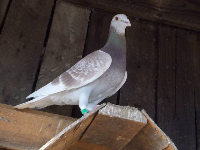 10422426_312052838994975_7229094135717958324_n