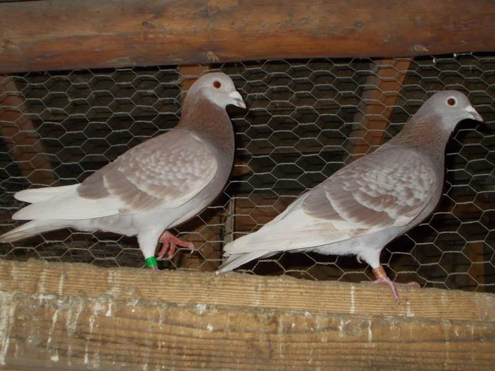 10422443_312053812328211_519856410307140103_n