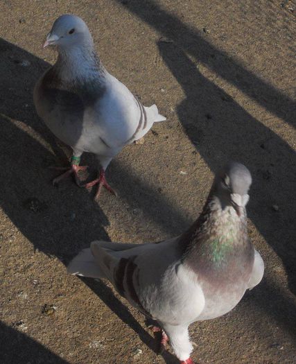 10428452_289228577944068_6082369190205928611_n