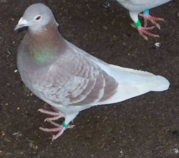 10428564_310951552438437_1147778870119116818_n