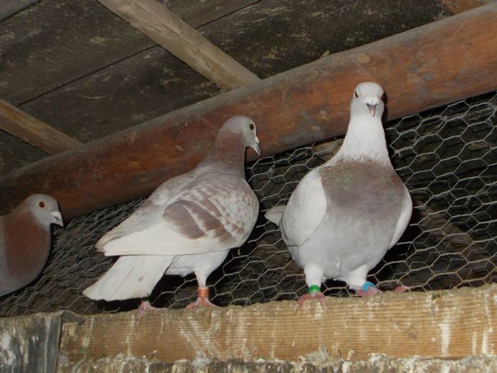 10428612_312054582328134_112437567099548113_n - PORUMBEI BRICOUX - CARAMIDA ROBERT