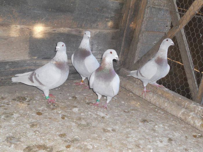 10431678_289213497945576_5469529938156142509_n