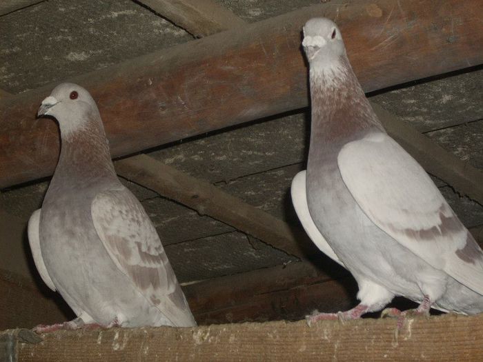 10433205_289211064612486_8634052438468437149_n