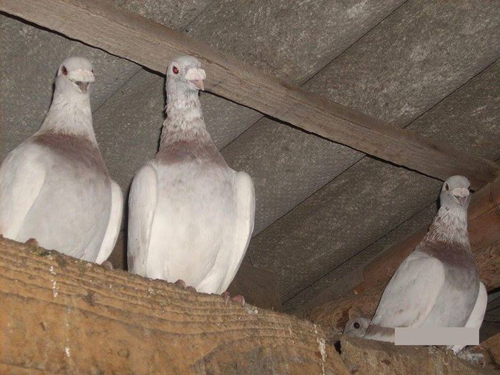 10441509_289227111277548_1006818809731944766_n