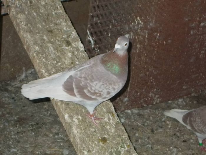 10444349_312054695661456_7369638805234806658_n