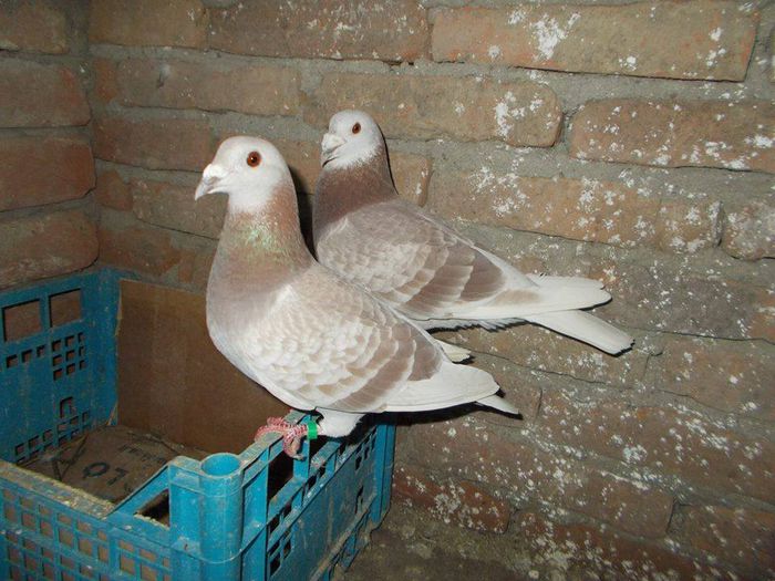 10474270_289213537945572_8518520367517762499_n