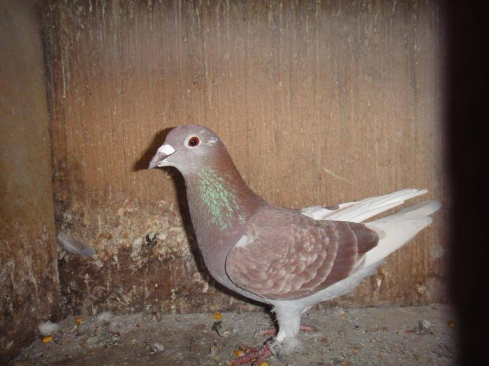 10478124_289226677944258_7657273315926757256_n