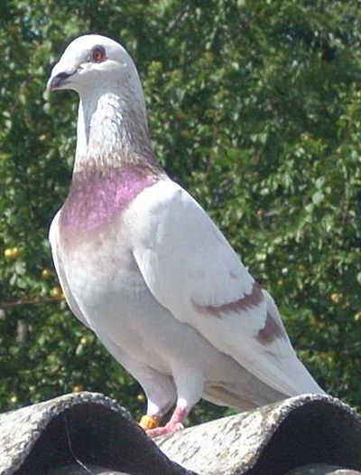 10478124_289226771277582_1532189042444871657_n