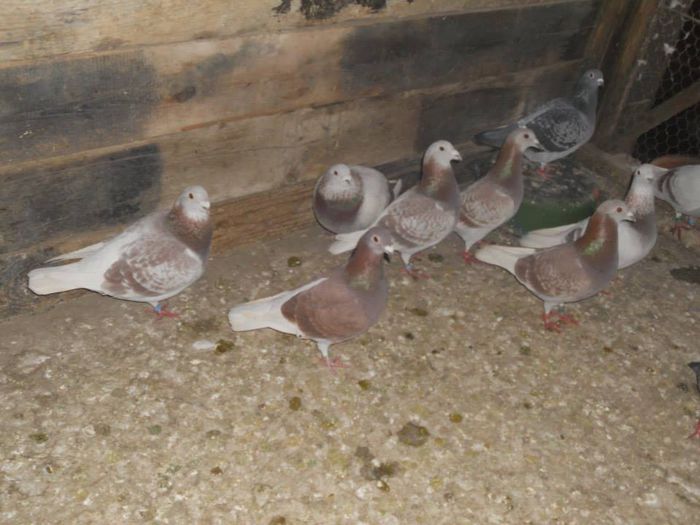 10482187_289227921277467_4452775868640237713_n