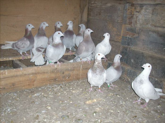 10484198_289212267945699_7097155887456833460_n