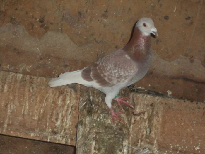 10501700_289227301277529_2241777776840750970_n