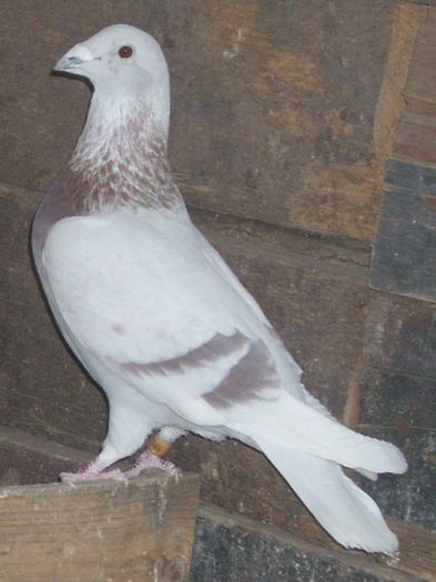 10514629_289229644610628_5449963990492537266_n