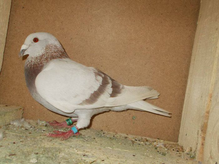 10523206_289229131277346_231040651927595168_n